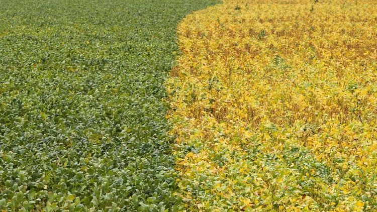 Siembra de soja en Brasil alcanza el 10% para campaña 2021/2022: AgRural