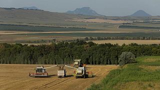 Sovecon recorta estimaciones de cosecha de maíz de Ucrania y producción de trigo de Rusia