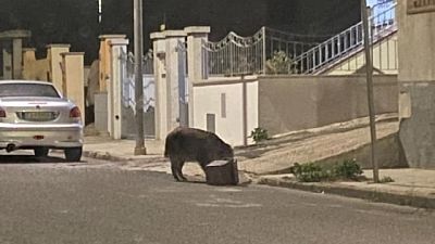 Residenti, "non è raro vedere intere famiglie ungulati in zona" Residenti, "non è raro vedere intere famiglie ungulati in zona"