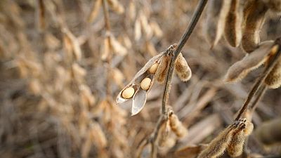 Cosecha de soja en EEUU se completa en un 49% y la de maíz en un 41%