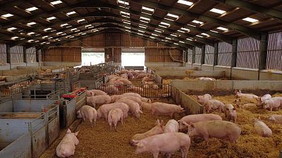 Desperate British pig farmers tell Johnson: Ease immigration rules Desperate British pig farmers tell Johnson: Ease immigration rules