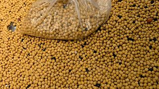 Importaciones de soja de China se hunden 30% en septiembre por enfriamiento de la demanda