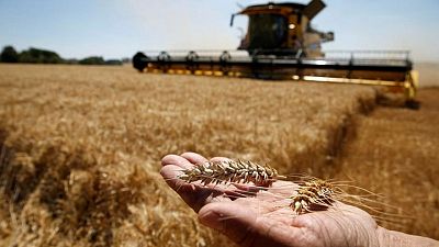 FranceAgriMer recorta proyección de existencias de trigo blando para 2021/2022