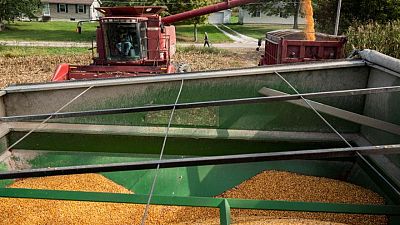 Futuros del maíz caen a un mínimo de cuatro semanas por grandes existencias de granos