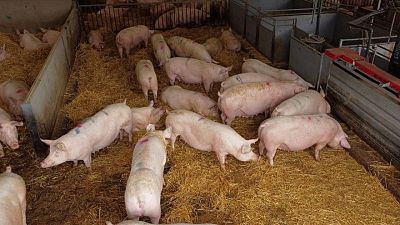 Britain calls for 800 foreign butchers to avoid pig cull Britain calls for 800 foreign butchers to avoid pig cull