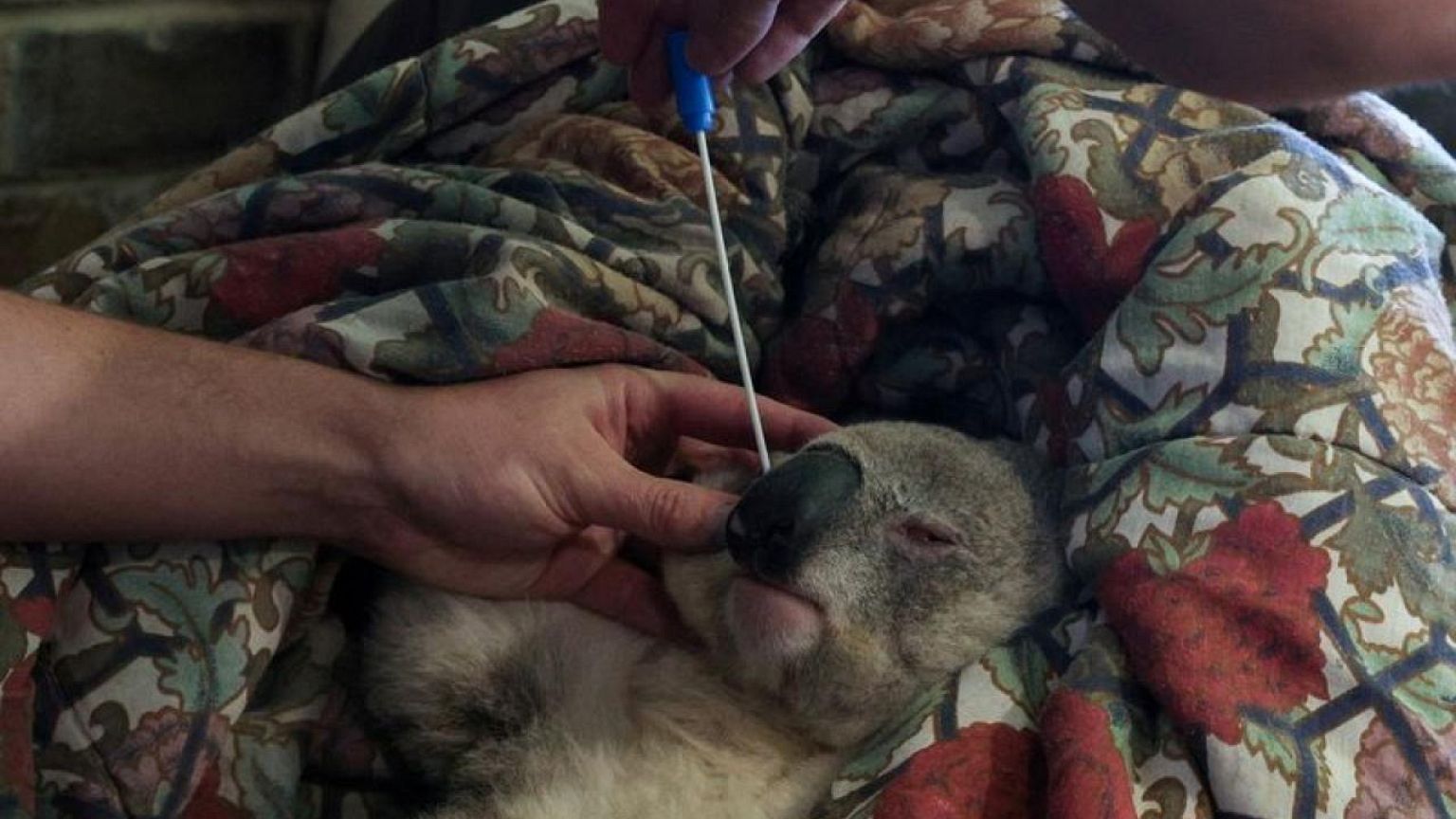 Australian koalas line up for chlamydia vaccine in new trial