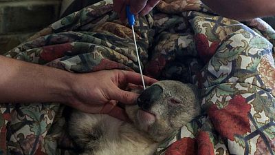 Australian koalas line up for chlamydia vaccine in new trial Australian koalas line up for chlamydia vaccine in new trial