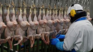 El Brexit y el COVID provocan la tormenta perfecta en las granjas de pollos británicas