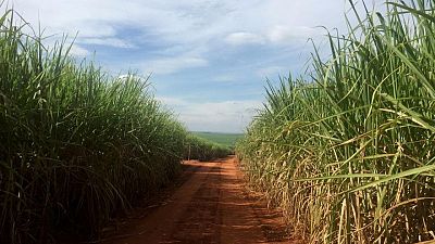 Cobertura para azúcar por parte de ingenios brasileños es la más alta en 10 años: informe