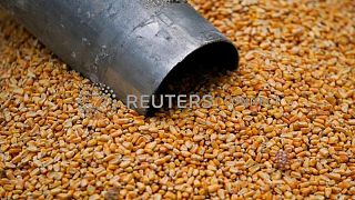 Maíz sube ante preocupación por cultivos y datos exportación EEUU; soja y trigo avanzan