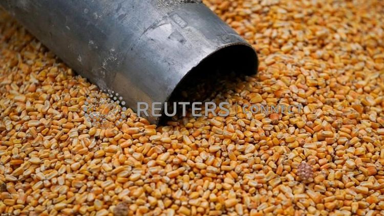 Maíz sube ante preocupación por cultivos y datos exportación EEUU; soja y trigo avanzan