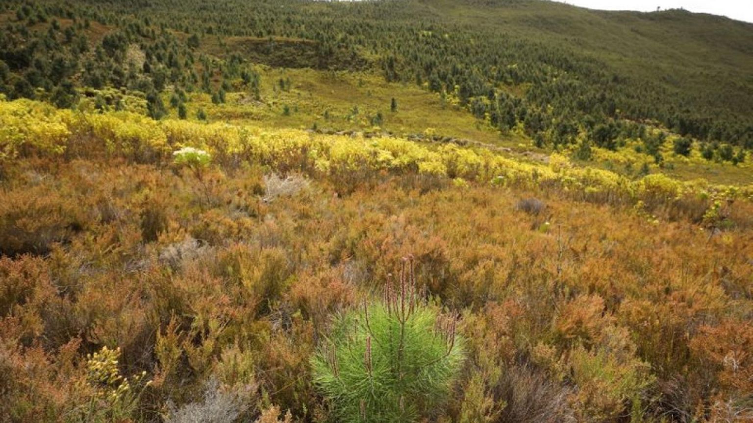Cape Town fights alien trees threatening its water supply, biodiversity