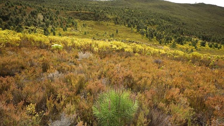 Cape Town fights alien trees threatening its water supply, biodiversity