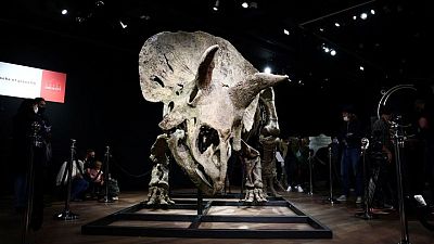 'Big John', the largest known triceratops, sells for 5.5 million euros