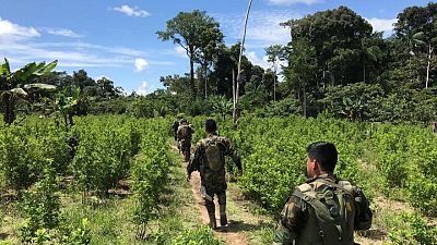 Cocaleros peruanos levantarán protesta para dialogar con Gobierno sobre erradicación hoja de coca