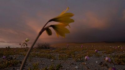 It's bloom time in Chile's 'flowering desert', despite drought