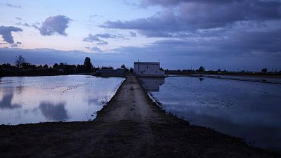 ¿Capitulación? El plan del Gobierno español para comprar tierras en el Delta del Ebro irrita a la población local