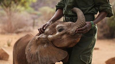 Santuario de elefantes de Kenia prueba la leche de cabra como opción de alimentación más saludable