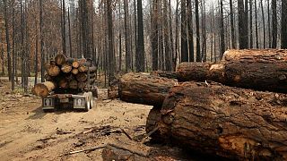 تقرير: حرائق الغابات وقطع الأشجار يحولون غابات محمية لمصادر لانبعاث الكربون