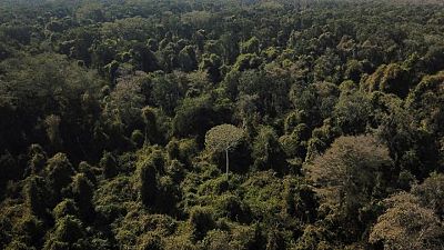 Incendios forestales y tala convierten los bosques protegidos en emisores de carbono