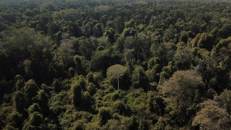 Incendios forestales y tala convierten los bosques protegidos en emisores de carbono