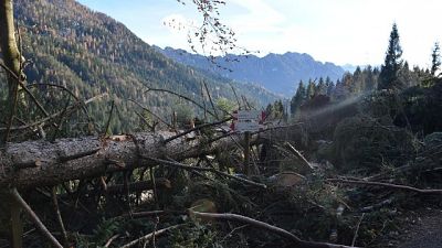 Nuova vita al bosco di Paneveggio con 6-8 mila piantine Nuova vita al bosco di Paneveggio con 6-8 mila piantine