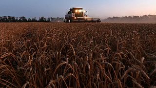 الهيئة العامة للسلع التموينية في مصر تشتري 600 ألف طن من القمح في مناقصة