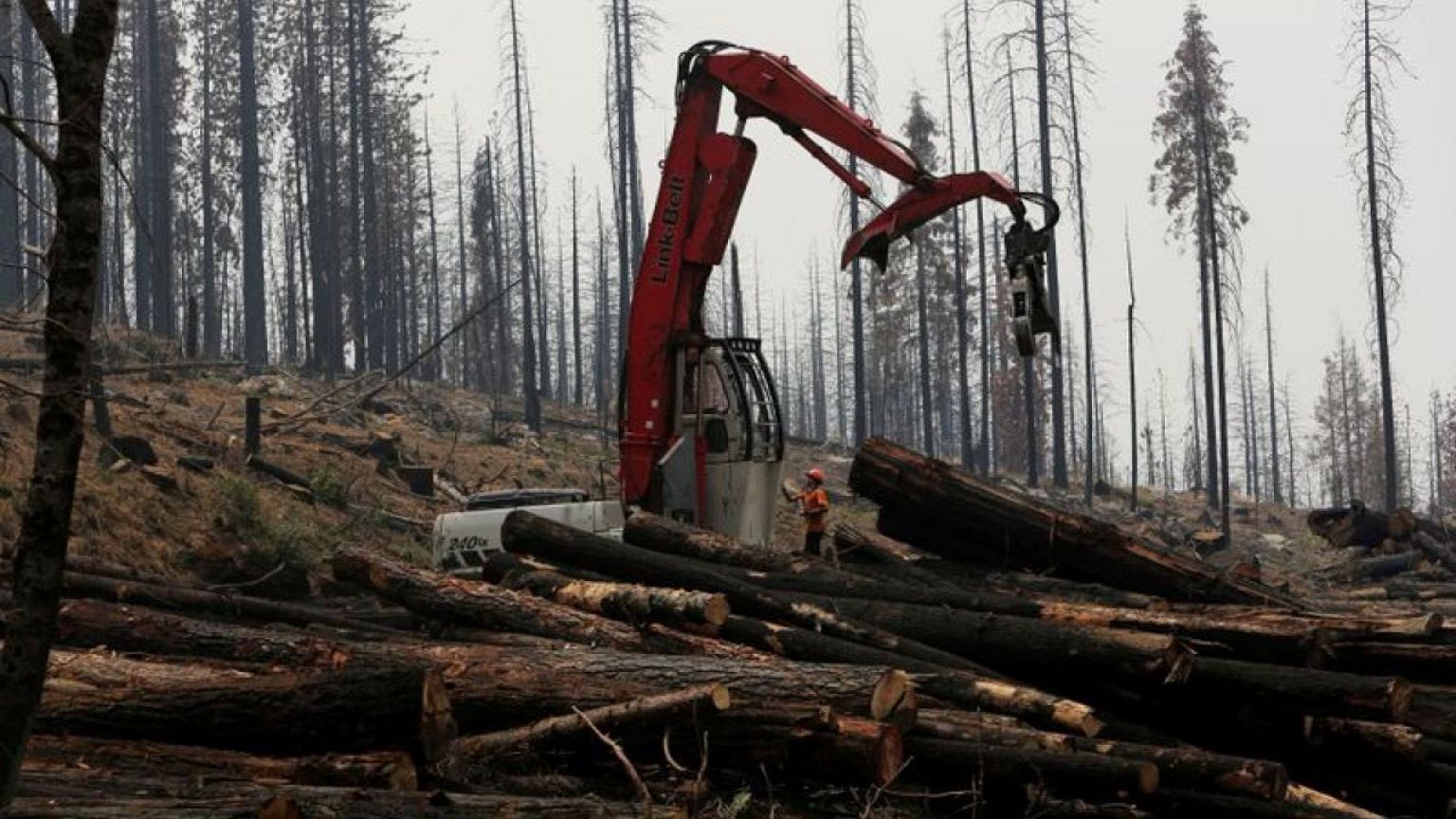Más de 100 mandatarios mundiales se comprometen a acabar con la deforestación para 2030