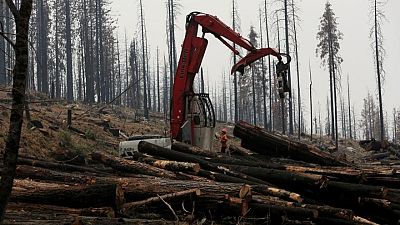 Más de 100 mandatarios mundiales se comprometen a acabar con la deforestación para 2030