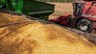 IHS Markit estima rendimiento del maíz EEUU en 178,7 bushels por acre en 2021