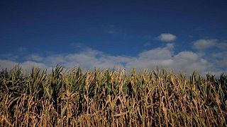 Cosecha de maíz en Francia avanza al 73% hasta el 1 de noviembre: FranceAgriMer