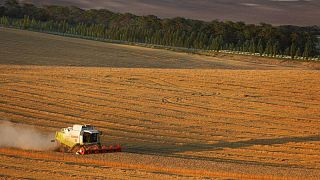 Sovecon recorta pronóstico de exportaciones rusas de trigo 2021/22 a 34 millones de toneladas