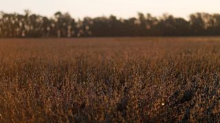 Soja cae por la presión de la cosecha en EEUU y progreso de siembra en América del Sur