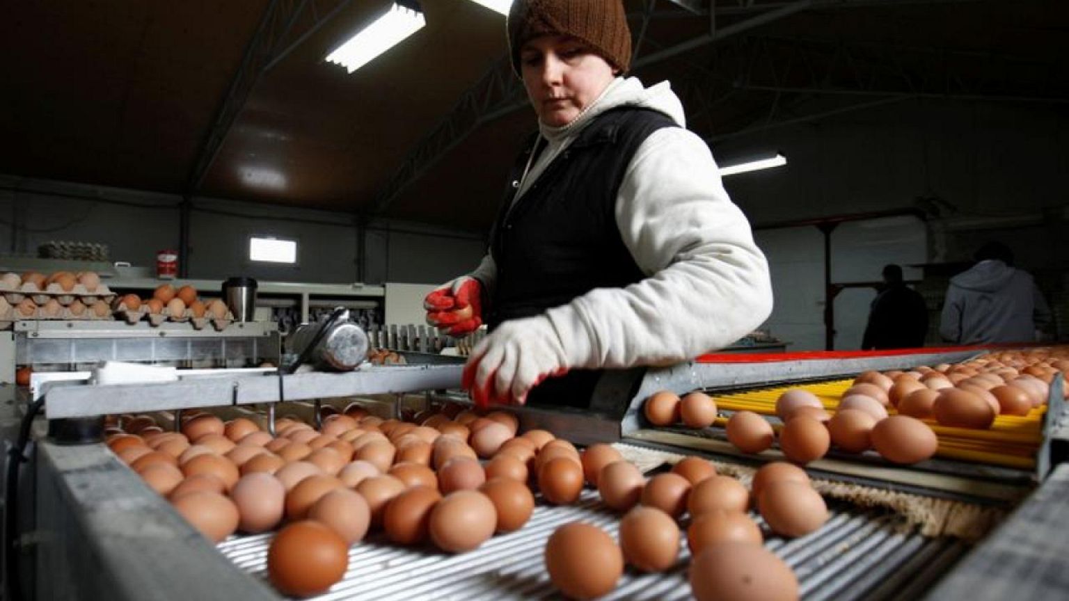 La gripe aviar llega a Polonia y afecta a 650.000 aves de corral