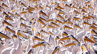 Pelicans on migration superhighway stir trouble at Israeli fisheries Pelicans on migration superhighway stir trouble at Israeli fisheries