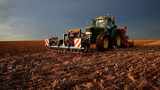 Francia eleva estimaciones de cosechas de trigo y maíz para 2021