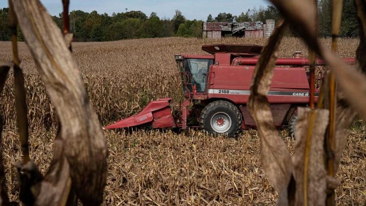 USDA eleva previsión de cosecha de maíz y recorta perspectivas de soja en EEUU