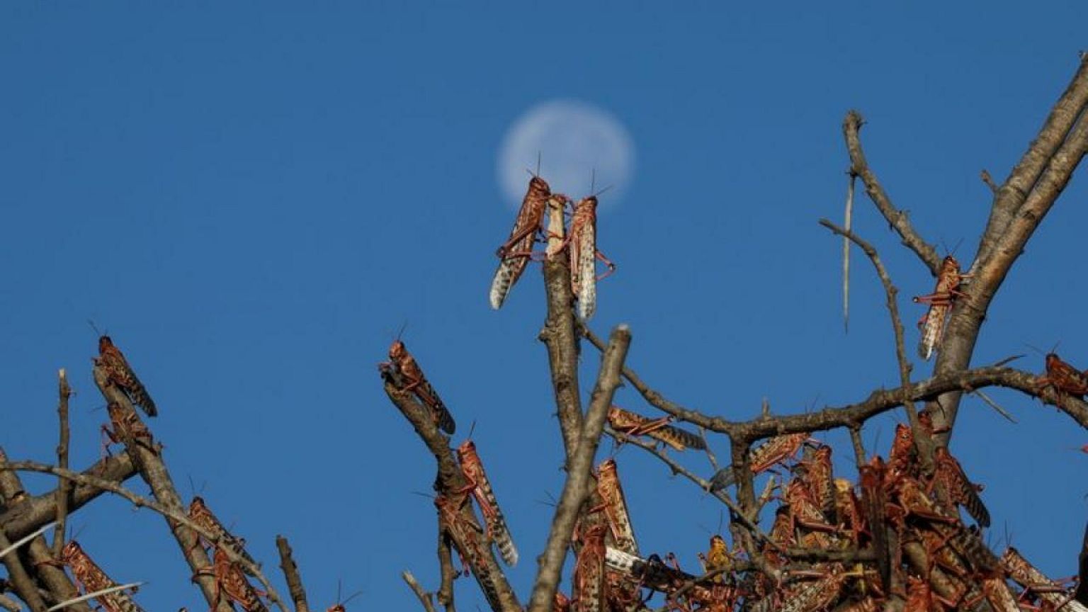 Locusts join larvae on EU's list of approved food