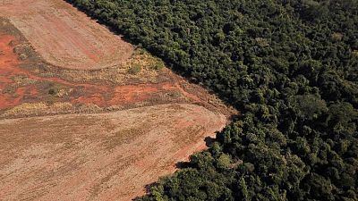 Deforestation in Brazil's Amazon rises in Oct, despite COP26 vows