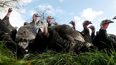 Britain will have enough turkeys for Christmas, industry says