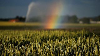 Siembra de colza en Alemania para cosecha 2022 muestra alza interanual