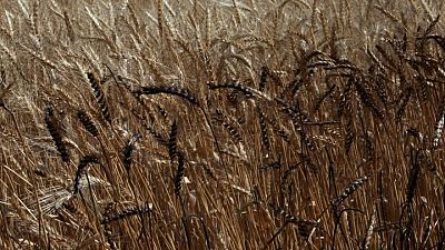 العراق يحذر من عجز في إنتاج القمح يصل إلى مليوني طن هذا العام