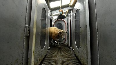 Ireland looks to seaweed in quest to curb methane from cows Ireland looks to seaweed in quest to curb methane from cows