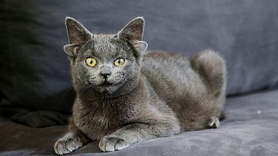 قطة تركية بأربع آذان تحقق نجومية على الإنترنت