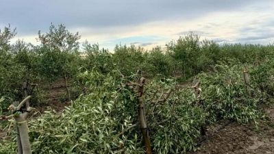 'Danni a 103 alberi in azienda del Foggiano è atto vile'