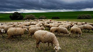 El Parlamento Europeo se dispone a votar el acuerdo sobre subvenciones agropecuarias