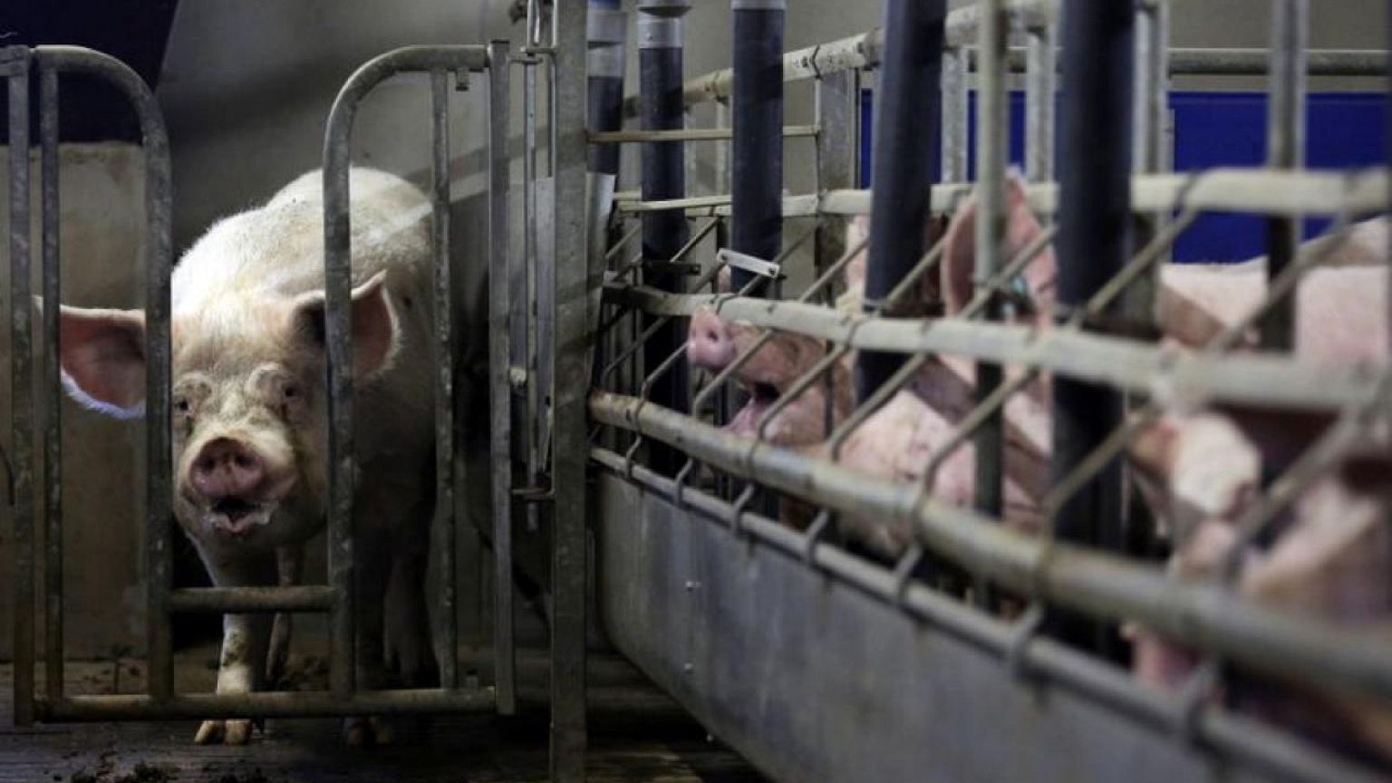 Investors argue the EU's agricultural subsidies are not green, they are harmful