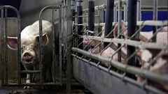 Investors argue the EU's agricultural subsidies are not green, they are harmful