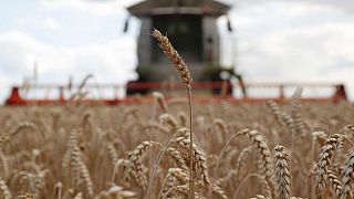 Ucrania aumenta estimación de cosecha de granos 2021 a 80,9 millones de toneladas
