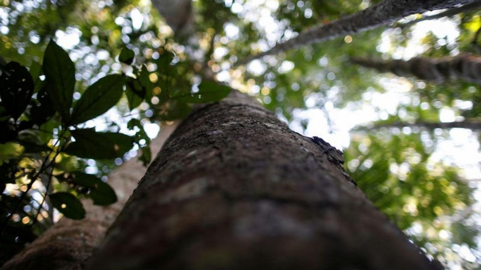 California debería reducir consumo de petróleo extraído de la selva amazónica: informe ONG